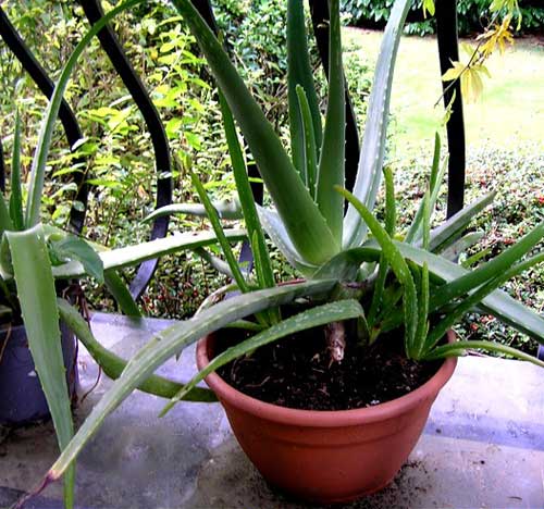 Cultiver Aloe Vera chez soi