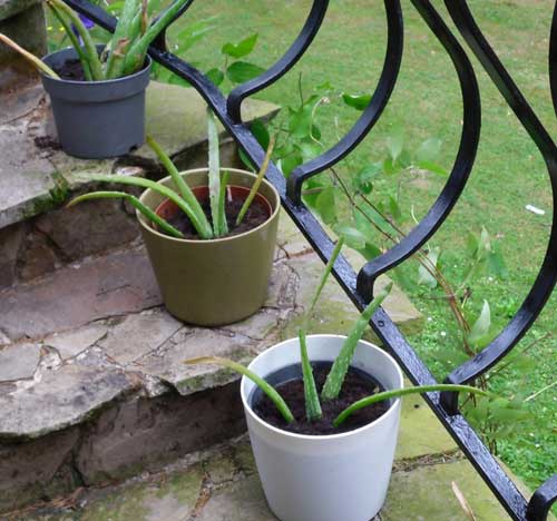 Cultiver Aloe Vera chez soi